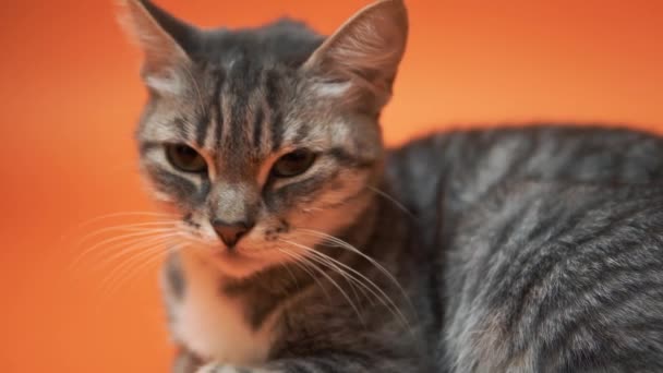 Chat Gris Sur Fond Orange — Video