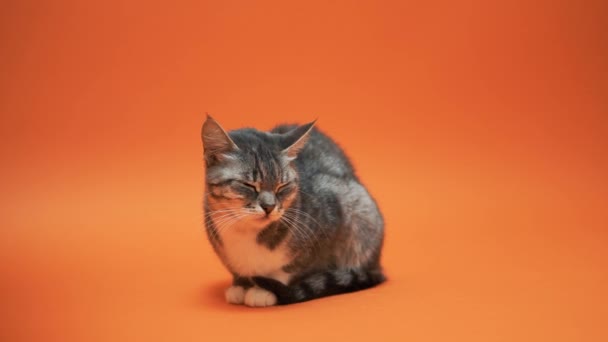 オレンジ色の背景に灰色の猫 — ストック動画