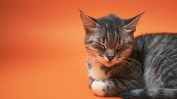 Gato Gris Sobre Fondo Naranja — Vídeo de stock