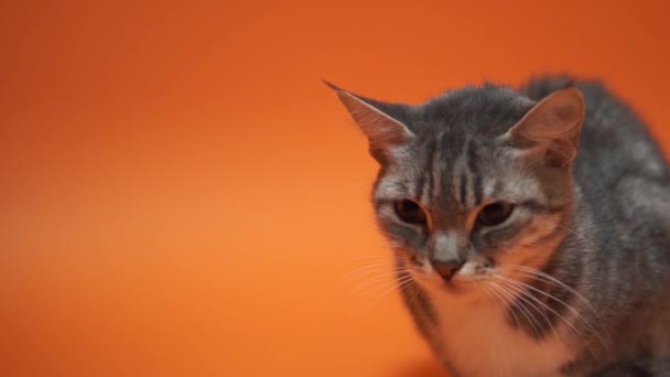 Szürke Macska Narancssárga Háttér — Stock videók