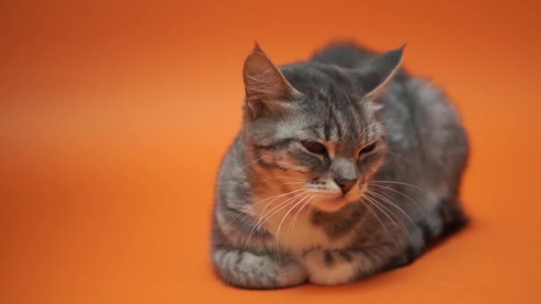 Graue Katze Auf Orangefarbenem Hintergrund — Stockvideo