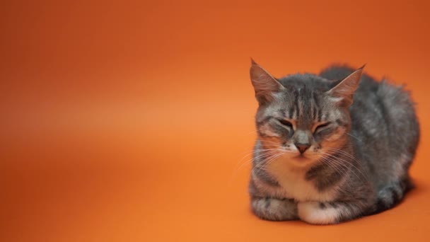 Grijze Kat Een Oranje Achtergrond — Stockvideo