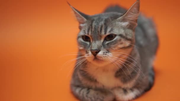 Graue Katze Auf Orangefarbenem Hintergrund — Stockvideo