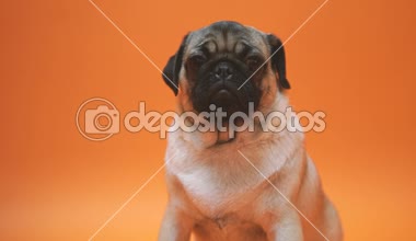 Turuncu bir arka plan üzerinde bir boksör, üzgün köpek yavrusu