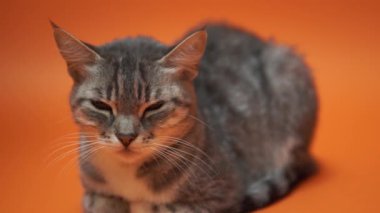 Turuncu zemin üzerine gri kedi