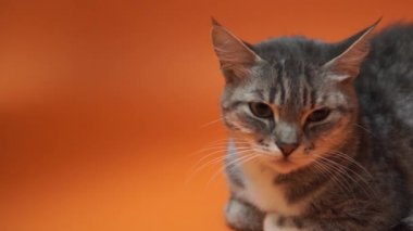 Turuncu zemin üzerine gri kedi