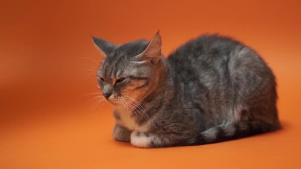 주황색 배경에 고양이 — 비디오