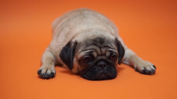 Cachorro Triste Pug Sobre Fondo Naranja — Vídeo de stock