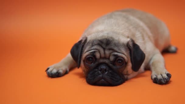 Trauriger Welpe Eines Mops Auf Orangefarbenem Hintergrund — Stockvideo