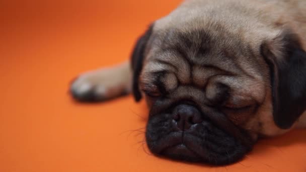 Λυπημένο Κουτάβι Του Έναs Pug Πορτοκαλί Φόντο — Αρχείο Βίντεο