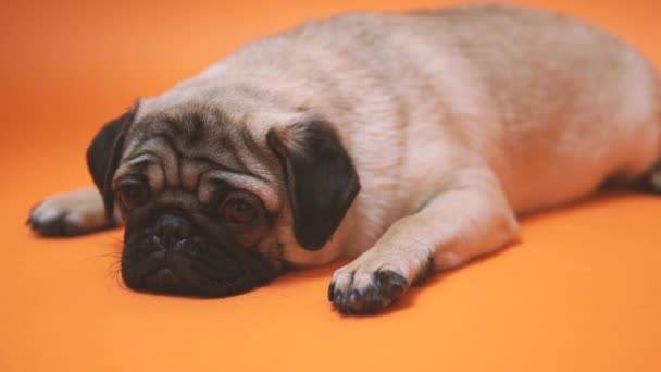 オレンジ色の背景に パグの悲しい子犬 — ストック動画