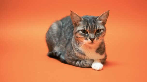 Γκρι Γάτα Πορτοκαλί Φόντο — Αρχείο Βίντεο