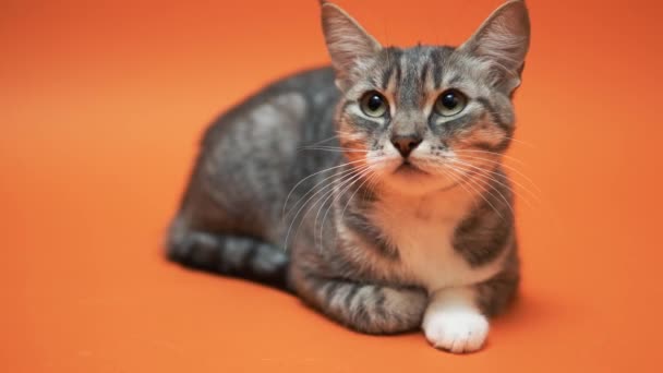 Γκρι Γάτα Πορτοκαλί Φόντο — Αρχείο Βίντεο