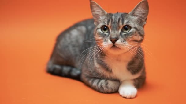 Gatto Grigio Sfondo Arancione — Video Stock