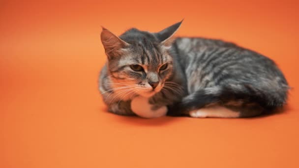 Gato Gris Sobre Fondo Naranja — Vídeos de Stock