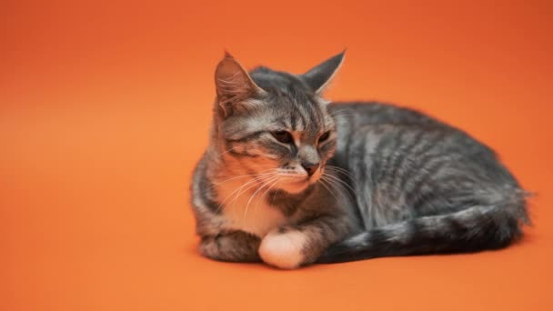 オレンジ色の背景に灰色の猫 — ストック動画