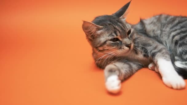 graue Katze auf orangefarbenem Hintergrund