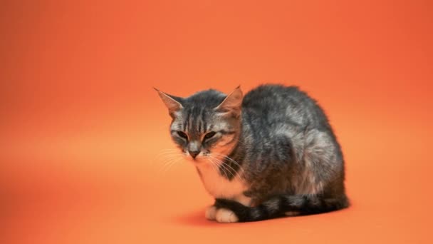 Gato Gris Sobre Fondo Naranja — Vídeos de Stock