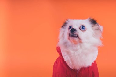 Turuncu bir arka plan üzerinde beyaz spitz köpek. Kırmızı tulum köpek