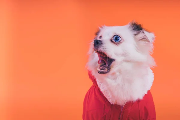 Witte Spitz Pup Een Oranje Achtergrond Hond Een Rode Jumpsuit — Stockfoto