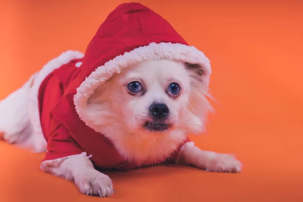 Turuncu Bir Arka Plan Üzerinde Beyaz Spitz Köpek Kırmızı Tulum — Stok fotoğraf