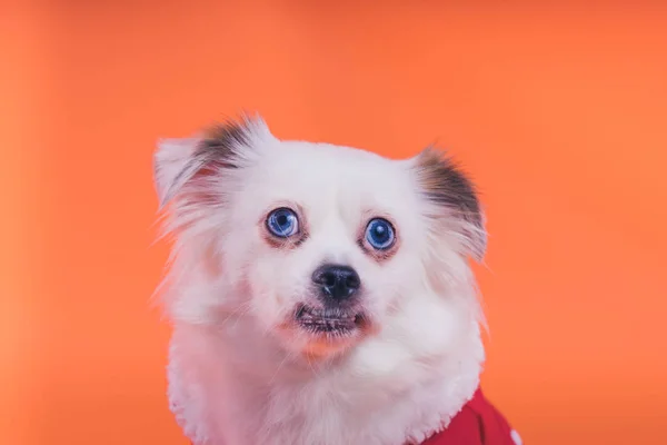 Witte Spitz Pup Een Oranje Achtergrond Hond Een Rode Jumpsuit — Stockfoto