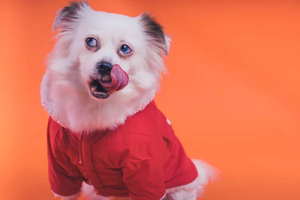 Witte Spitz Pup Een Oranje Achtergrond Hond Een Rode Jumpsuit — Stockfoto