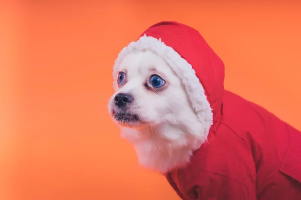 Witte Spitz Pup Een Oranje Achtergrond Hond Een Rode Jumpsuit — Stockfoto