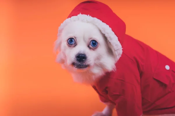 オレンジ色の背景上の白いスピッツ子犬 赤いジャンプ スーツの犬 — ストック写真