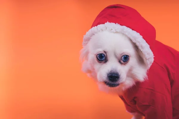 Turuncu Bir Arka Plan Üzerinde Beyaz Spitz Köpek Kırmızı Tulum — Stok fotoğraf