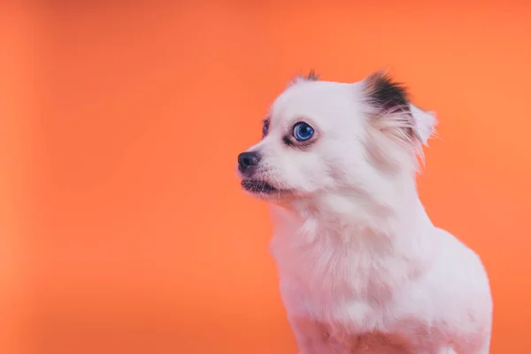 Cachorro Spitz Blanco Sobre Fondo Naranja —  Fotos de Stock
