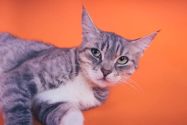 Γκρι Γάτα Πορτοκαλί Φόντο Έννοια Της Μια Ήρεμη Γάτα — Φωτογραφία Αρχείου