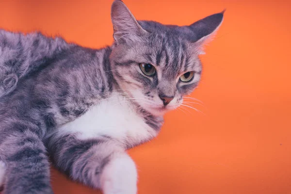 Gato Cinza Fundo Laranja Conceito Gato Pacífico — Fotografia de Stock