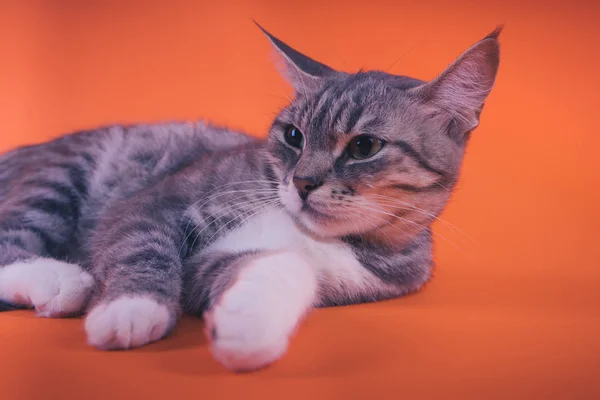 Chat Gris Sur Fond Orange Concept Chat Paisible — Photo