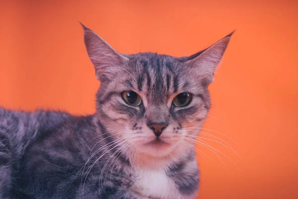 Gato Cinza Fundo Laranja Conceito Gato Pacífico — Fotografia de Stock