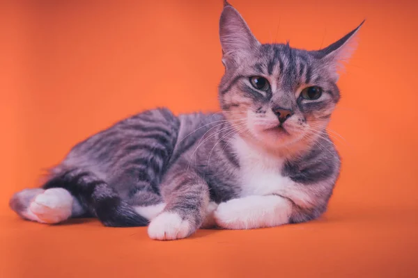 Gato Cinza Fundo Laranja Conceito Gato Pacífico — Fotografia de Stock