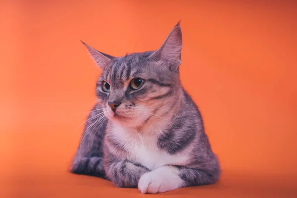 Γκρι Γάτα Πορτοκαλί Φόντο Έννοια Της Μια Ήρεμη Γάτα — Φωτογραφία Αρχείου