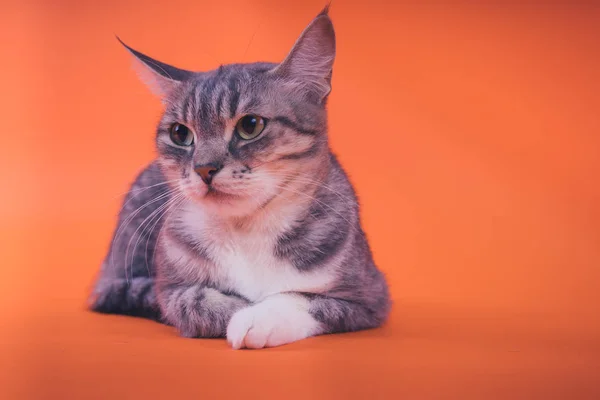 Gato Cinza Fundo Laranja Conceito Gato Pacífico — Fotografia de Stock