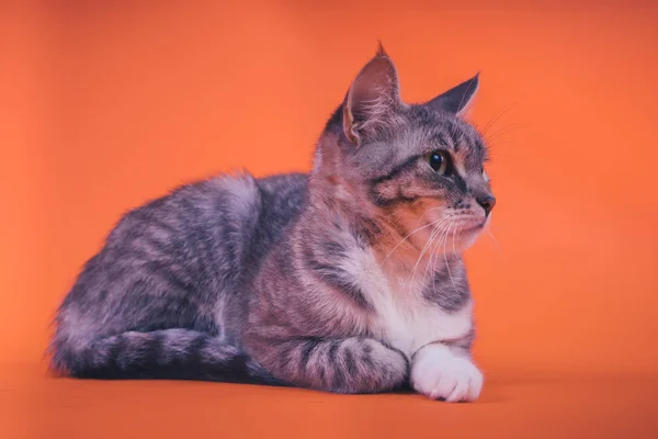 Gato Cinza Fundo Laranja Conceito Gato Pacífico — Fotografia de Stock