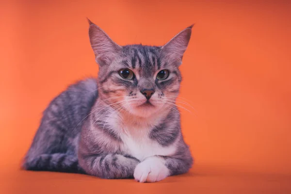 Gato Cinza Fundo Laranja Conceito Gato Pacífico — Fotografia de Stock