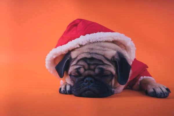 The puppy of a pug, on an orange background. Dog in a red jumpsuit