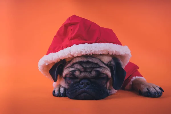 The puppy of a pug, on an orange background. Dog in a red jumpsuit