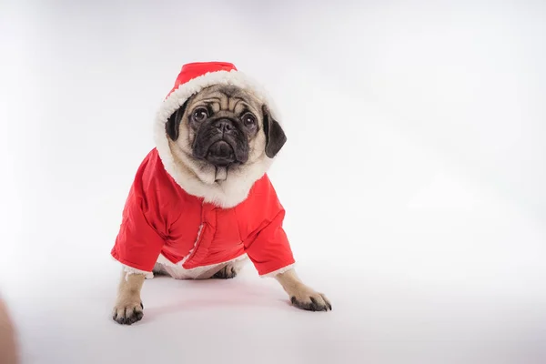 The puppy of a pug, on an orange background. Dog in white jumpsuit