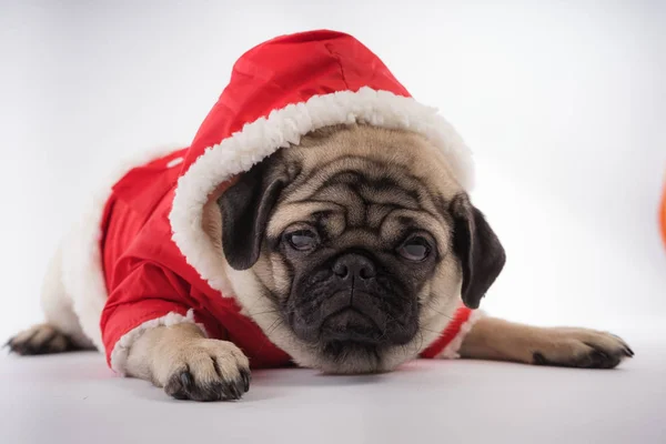 The puppy of a pug, on an orange background. Dog in white jumpsuit