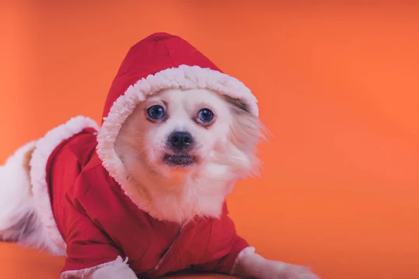 Turuncu Bir Arka Plan Üzerinde Beyaz Spitz Köpek Kırmızı Tulum — Stok fotoğraf