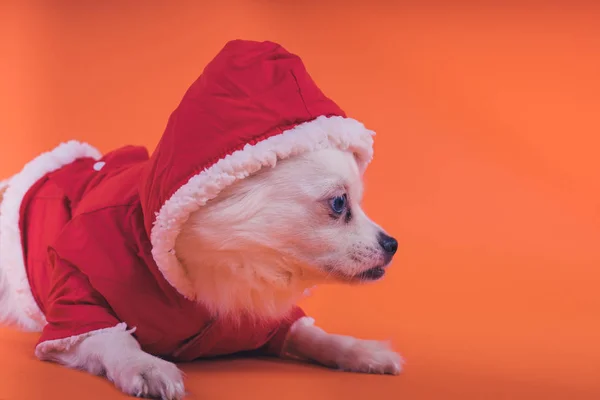 Turuncu Bir Arka Plan Üzerinde Beyaz Spitz Köpek Kırmızı Tulum — Stok fotoğraf