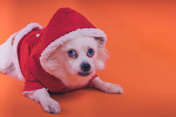 Turuncu Bir Arka Plan Üzerinde Beyaz Spitz Köpek Kırmızı Tulum — Stok fotoğraf