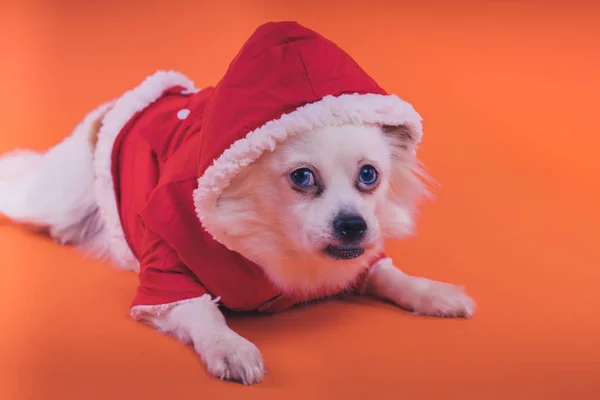 Turuncu Bir Arka Plan Üzerinde Beyaz Spitz Köpek Kırmızı Tulum — Stok fotoğraf