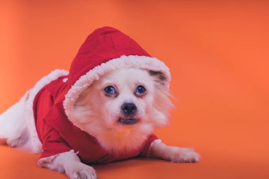 Turuncu bir arka plan üzerinde beyaz spitz köpek. Kırmızı tulum köpek