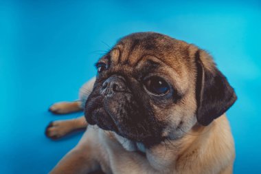 A yakın çekim mavi bir arka plan üzerinde bir kameraya bakarak bir kahverengi pug köpek.
